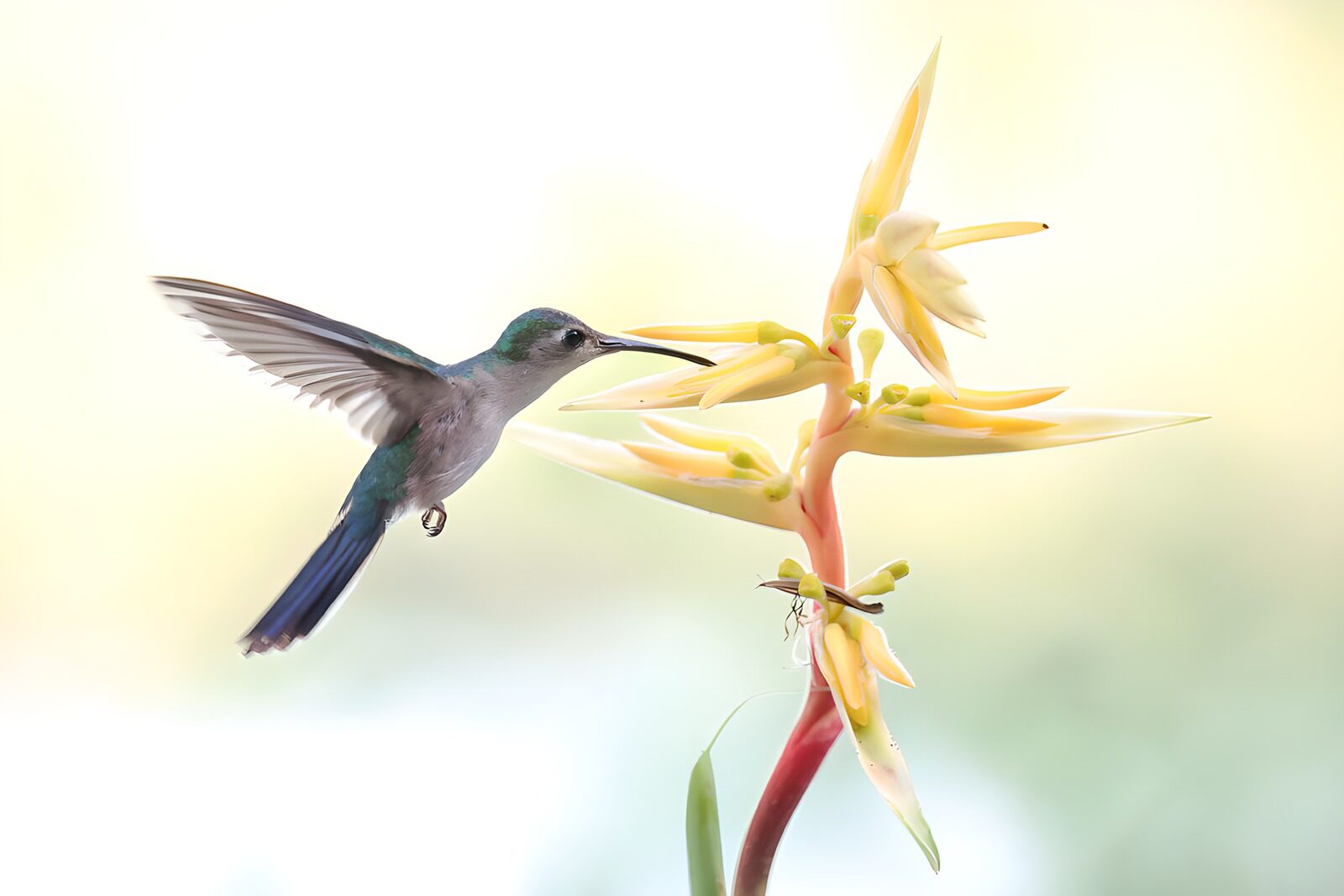 OCUK93312: Hummingbird Among Vibrant Flowers