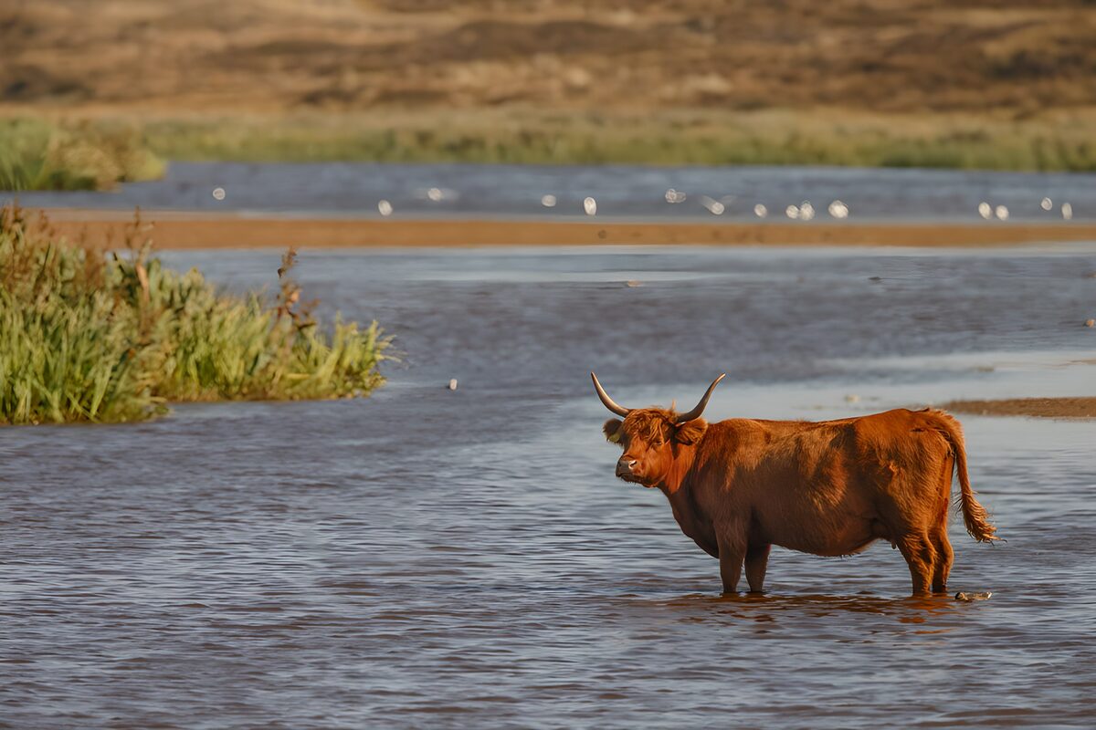 OCUK20182: Highland Cow in Tranquil Waters