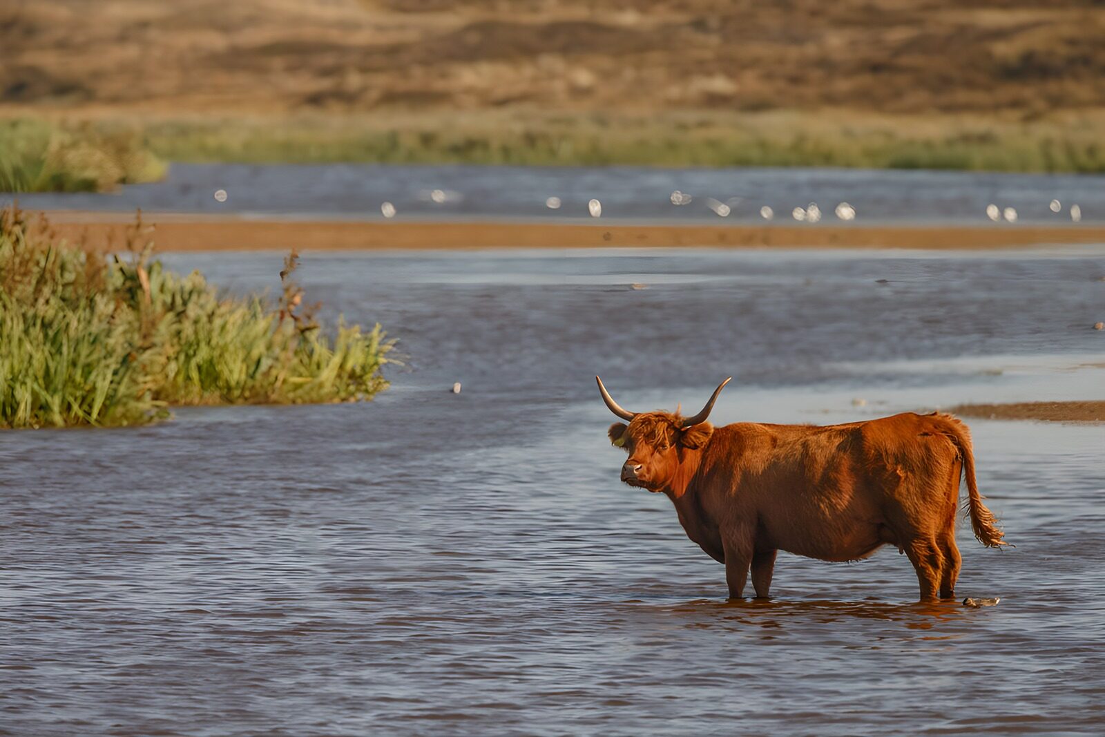 OCUK20182: Highland Cow in Tranquil Waters