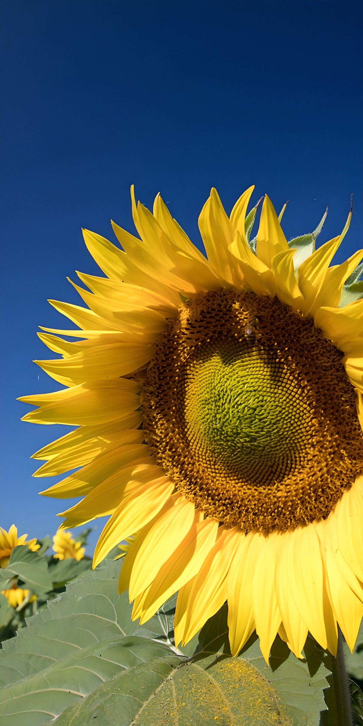 OCUK77485: Bright Sunflower Against a Blue Sky