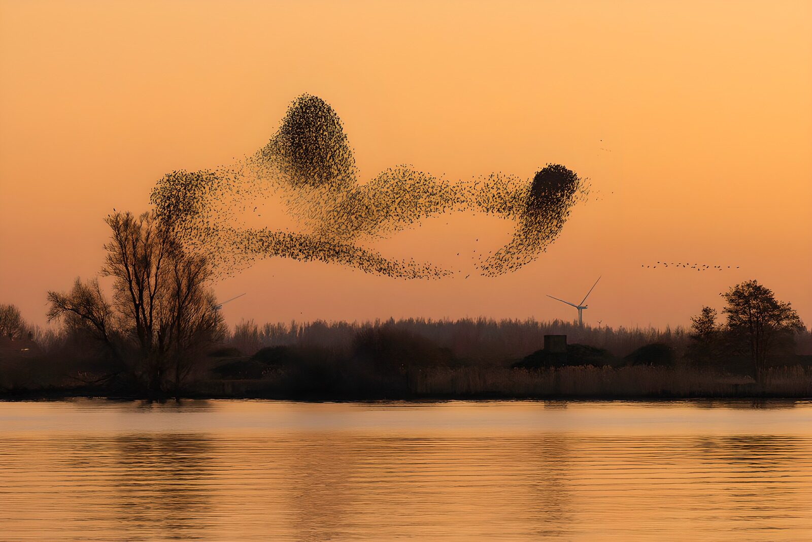 OCUK12735: Dancing Starlings at Dusk