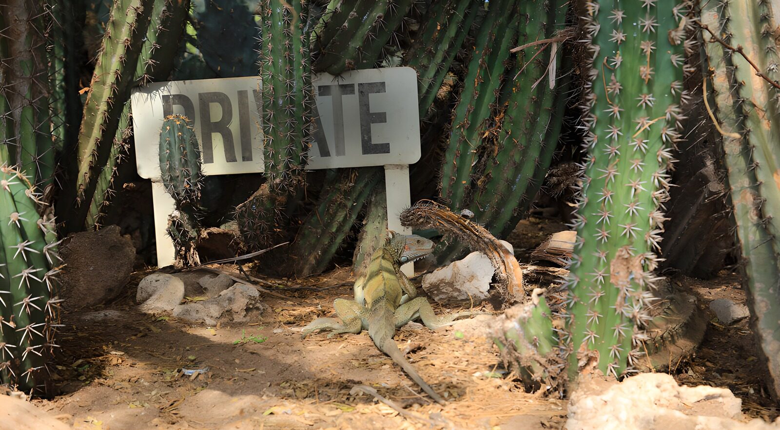 OCUK78359: Iguana in a Private Cactus Garden