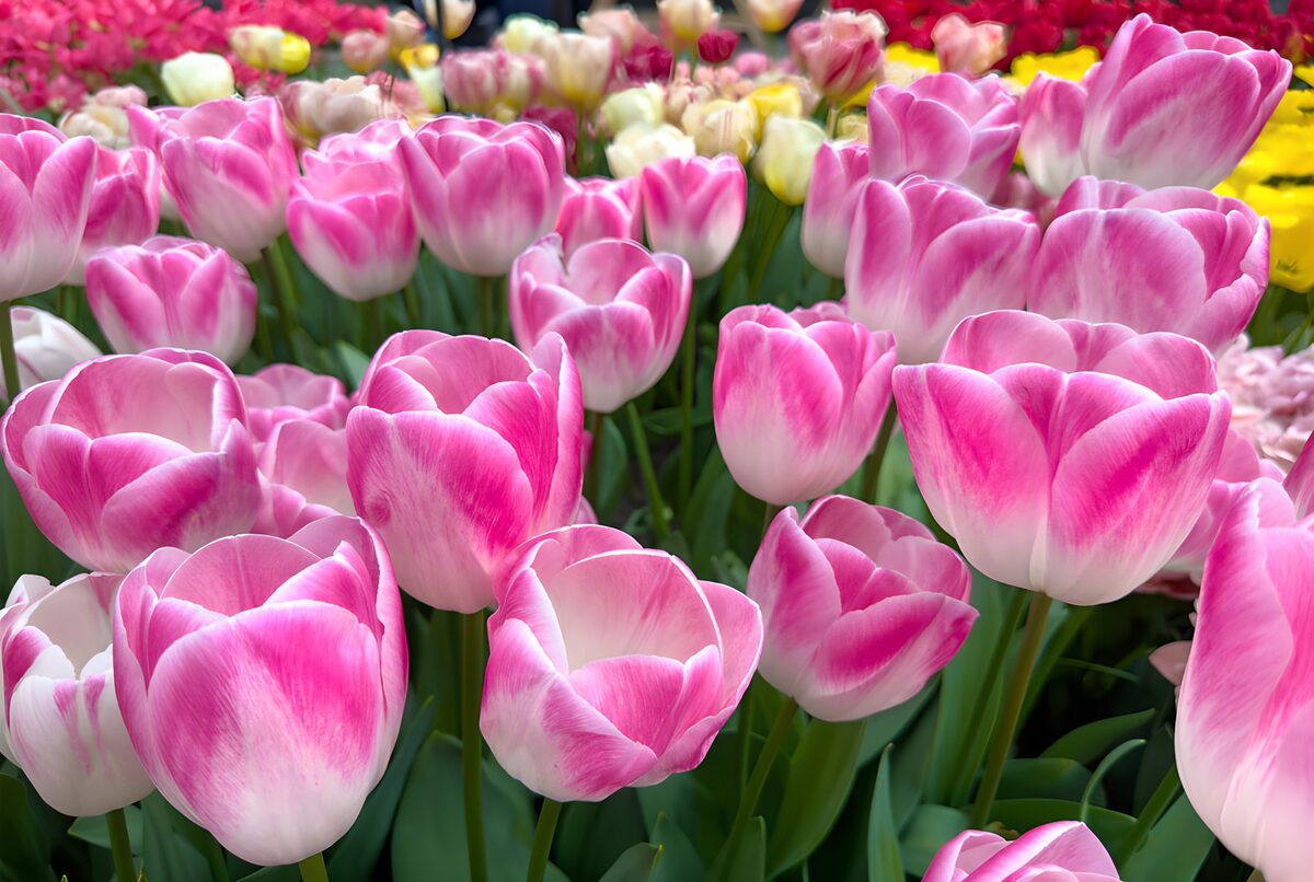 Blooming Pink Tulips in Spring Garden