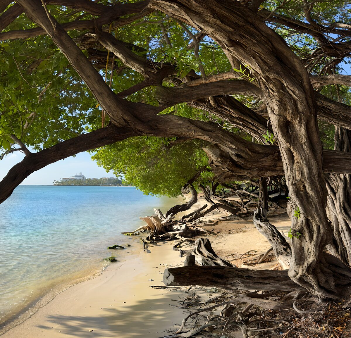 OCUK69256: Twisted Trees by the Shoreline