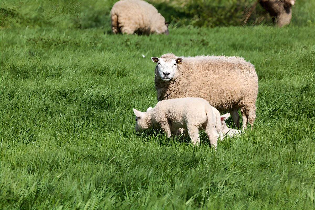 OCUK97932: Sheep and Lamb Grazing Together