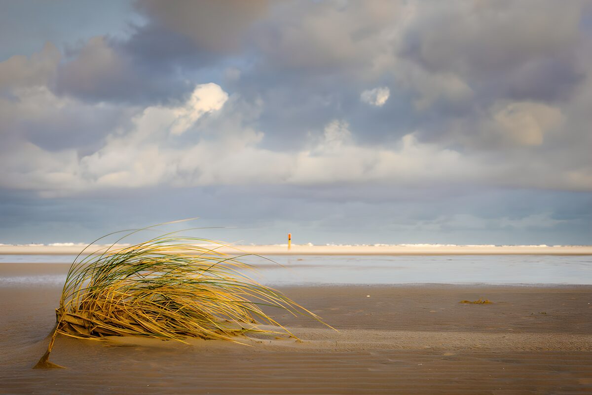 OCUK51387: Windswept Beach Grass