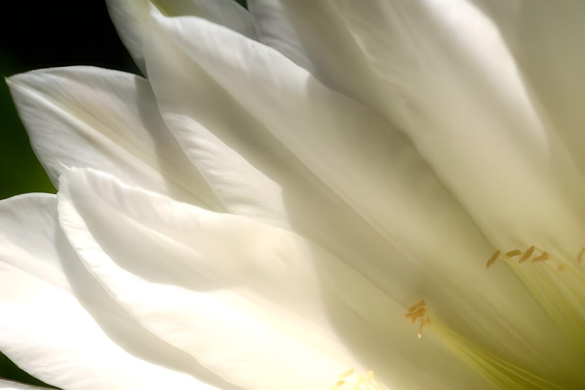 Flower photo 57