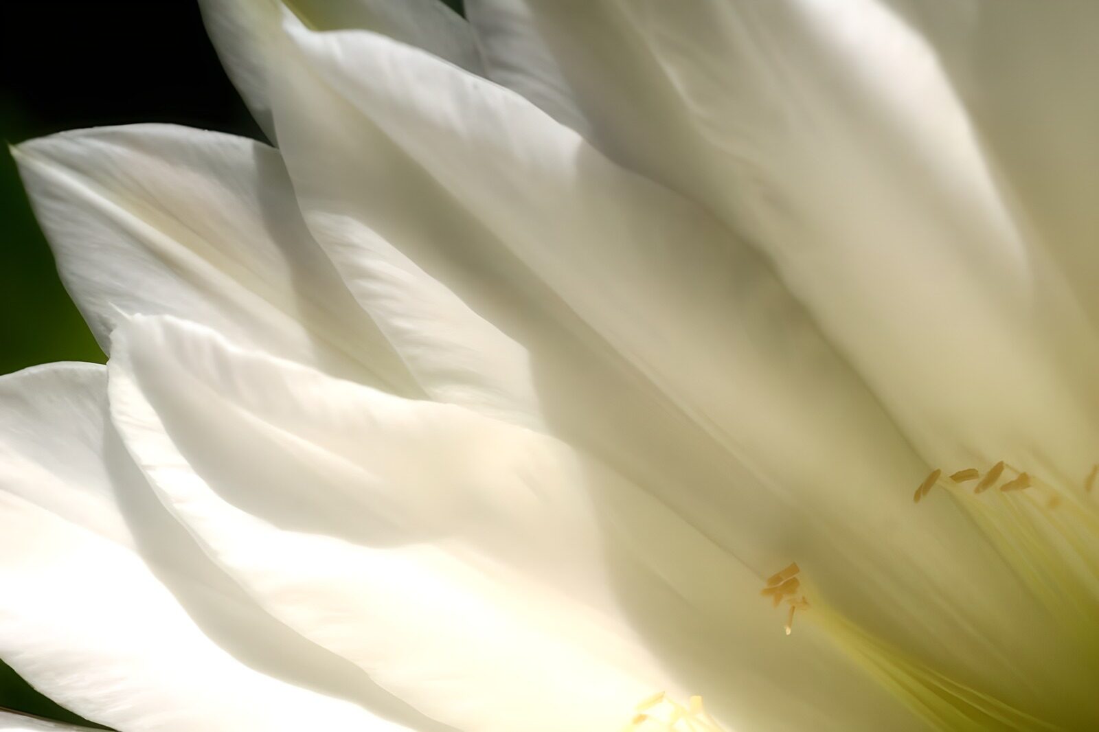 OCUK44398: Flower photo 57
