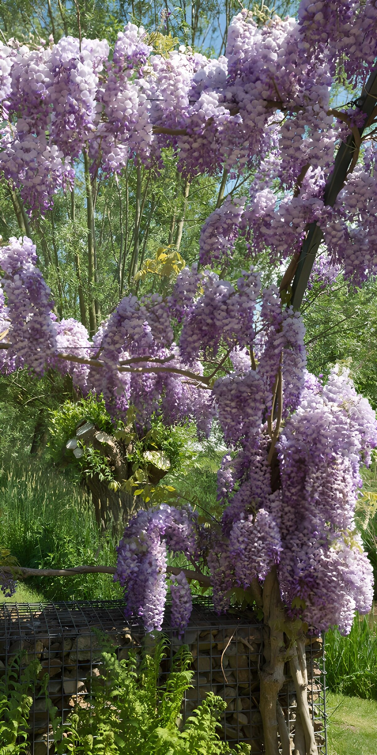 OCUK53588: Wisteria Blossom Splendor