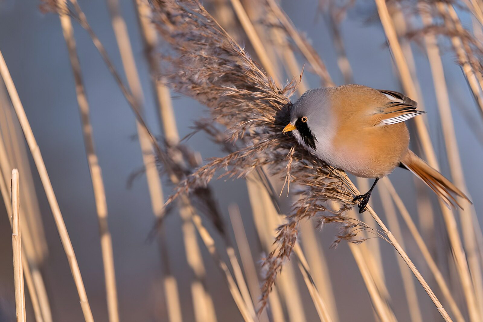 OCUK17508: Charming Bearded Reedling in Nature