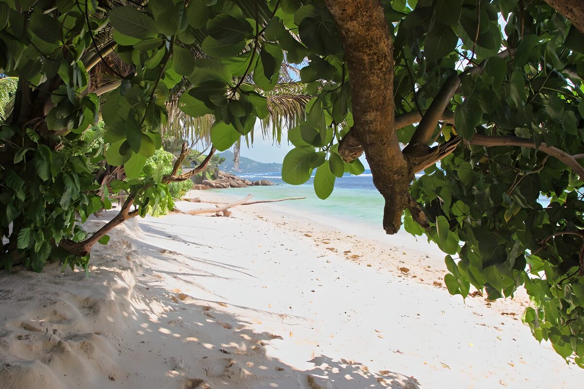 OCUK30744: Tranquil Beach View Through Lush Foliage