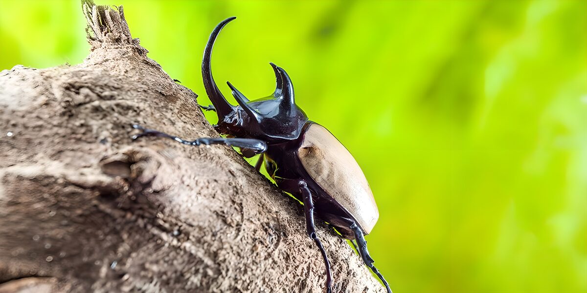 OCUK84441: Mighty Rhino Beetle on Bark