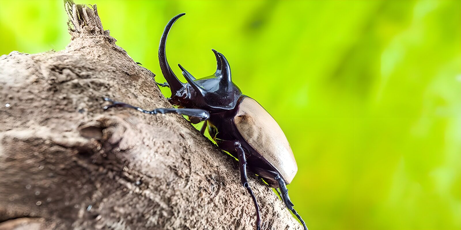 OCUK84441: Mighty Rhino Beetle on Bark