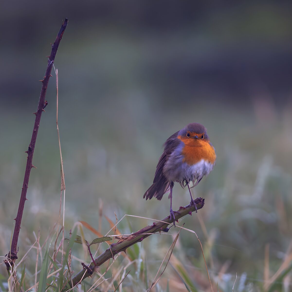 OCUK66004: Charming Robin on a Perch