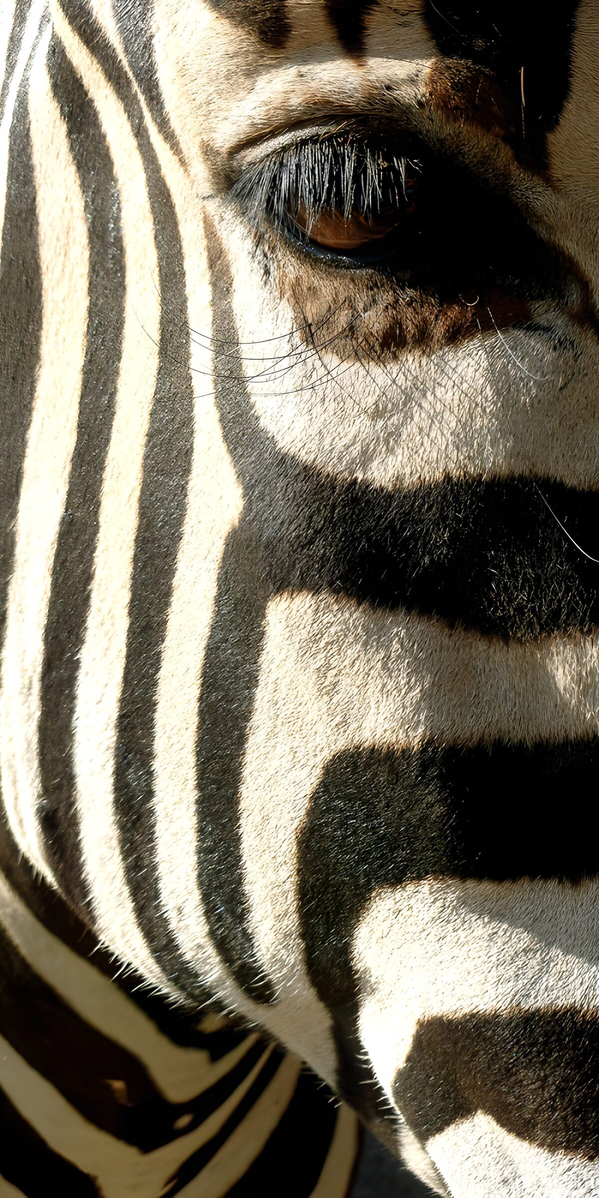 OCUK99988: Striking Zebra Patterns