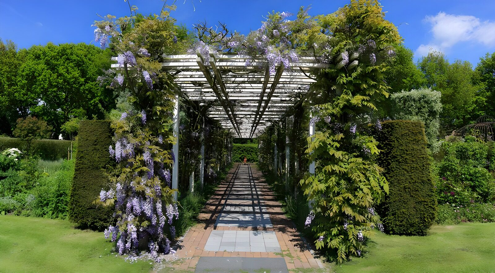 OCUK59722: Pergola with purple rain 2