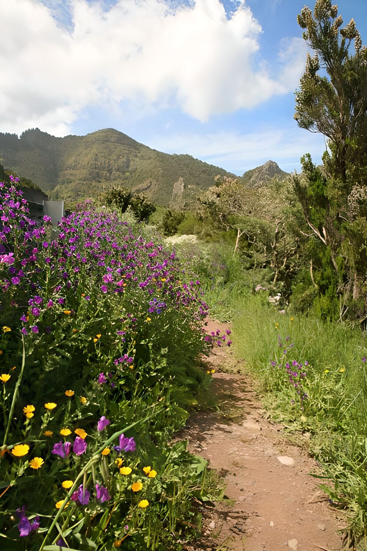 OCUK48115: La Gomera 23