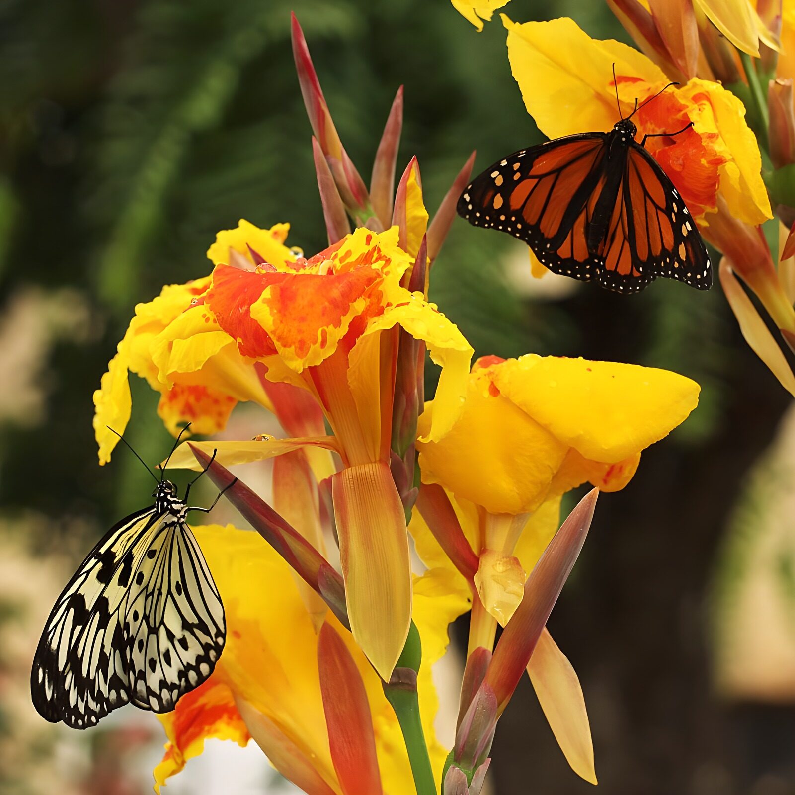 OCUK63898: Colorful Butterflies on Vibrant Flowers