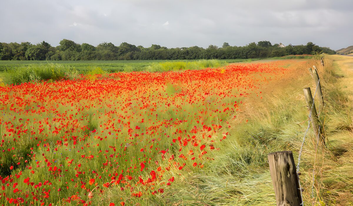 OCUK44228: Vibrant Poppy Field Under a Cloudy Sky