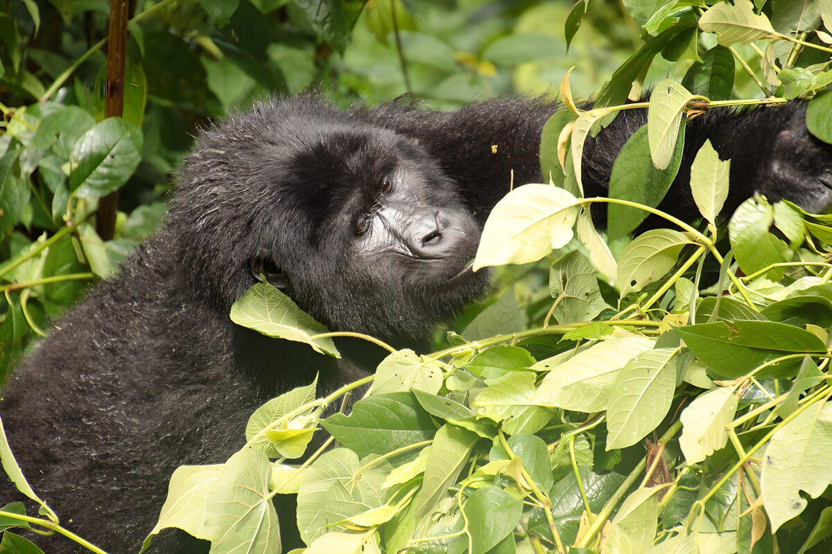Curious Gorilla in Lush Greenery