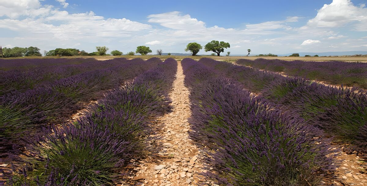 OCUK62776: Lavender Fields Under a Blue Sky