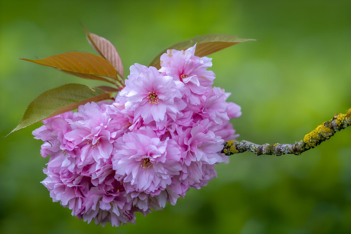 OCUK19106: Delicate Pink Cherry Blossoms on a Branch