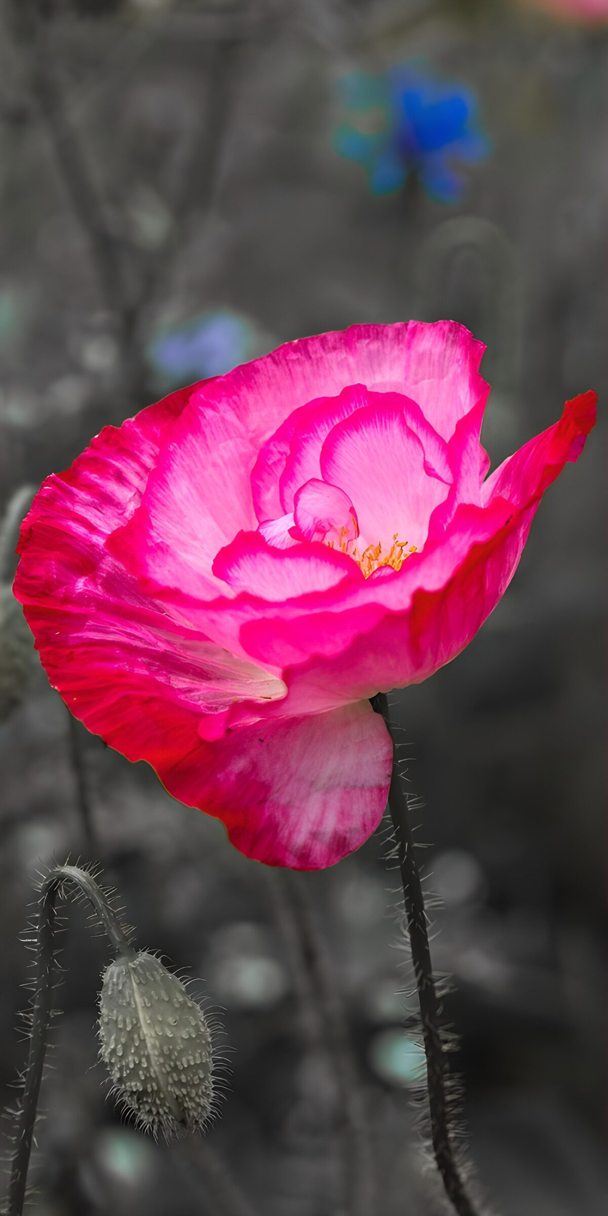 OCUK38413: Vibrant Pink Poppy in Bloom