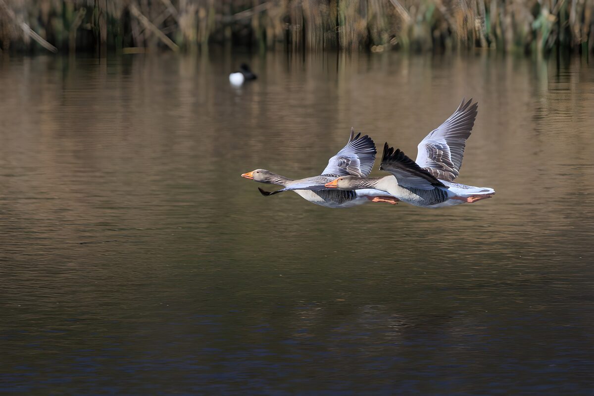 OCUK42397: Geese in Flight Over Water