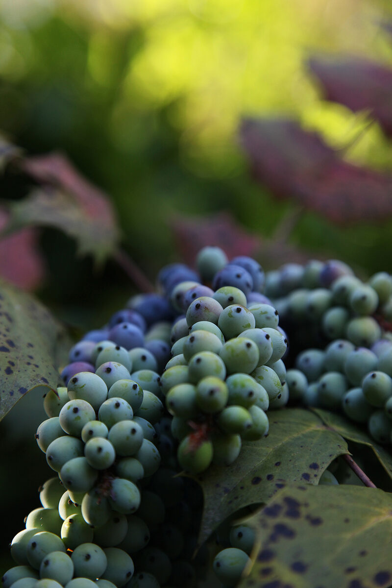 OCUK23094: Unripe Wild Grapes on Vine