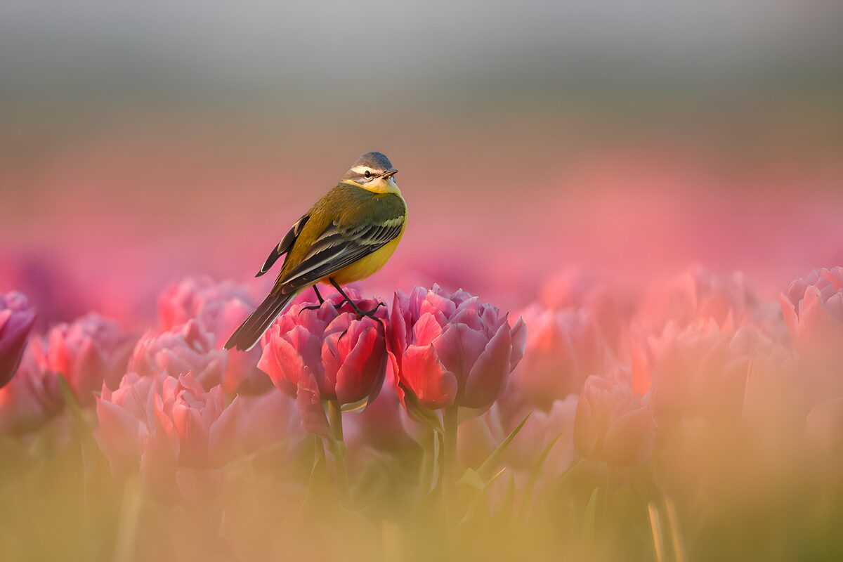 OCUK23892: Bird Among Tulips at Sunrise