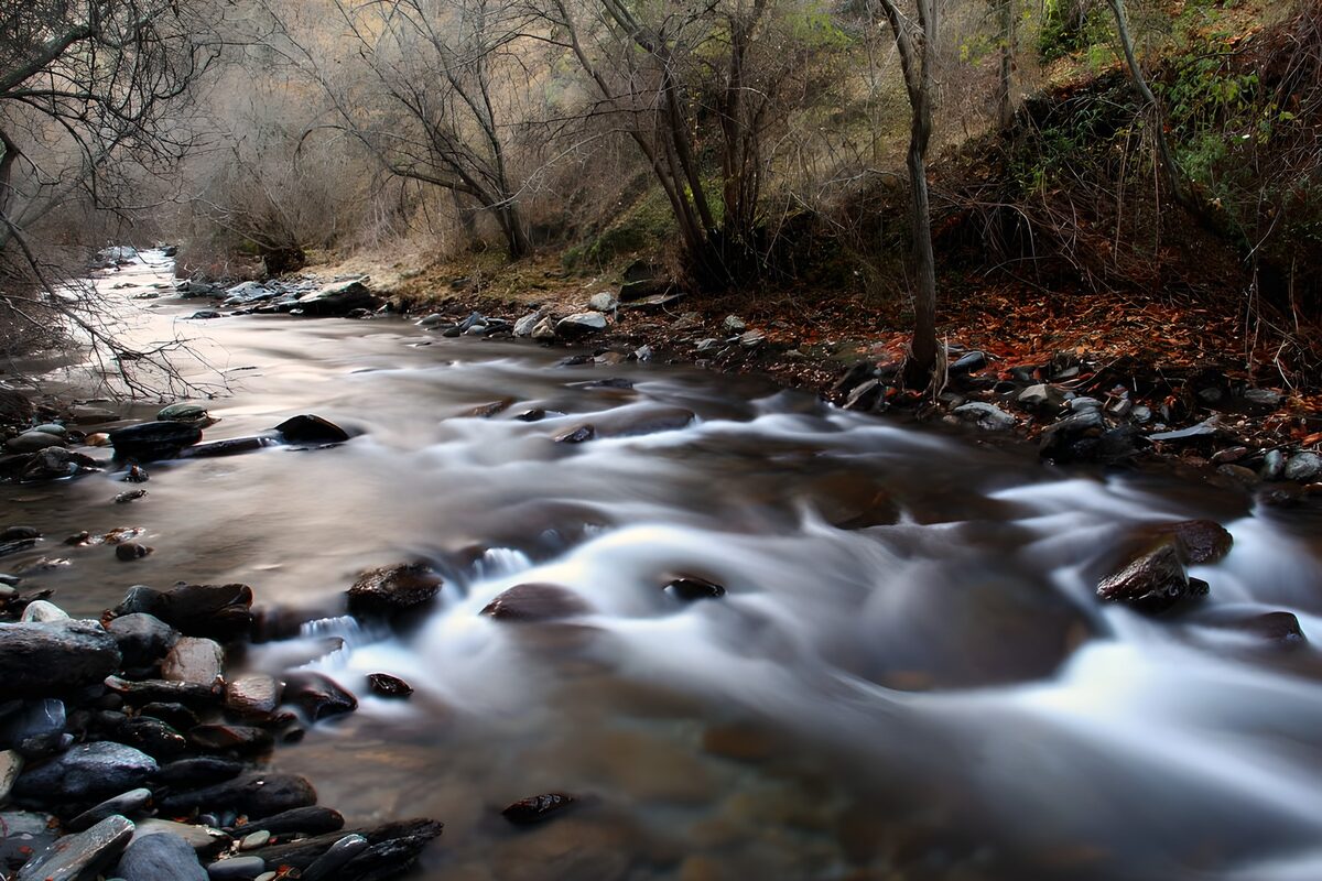 OCUK97751: Tranquil Stream Through Woodland