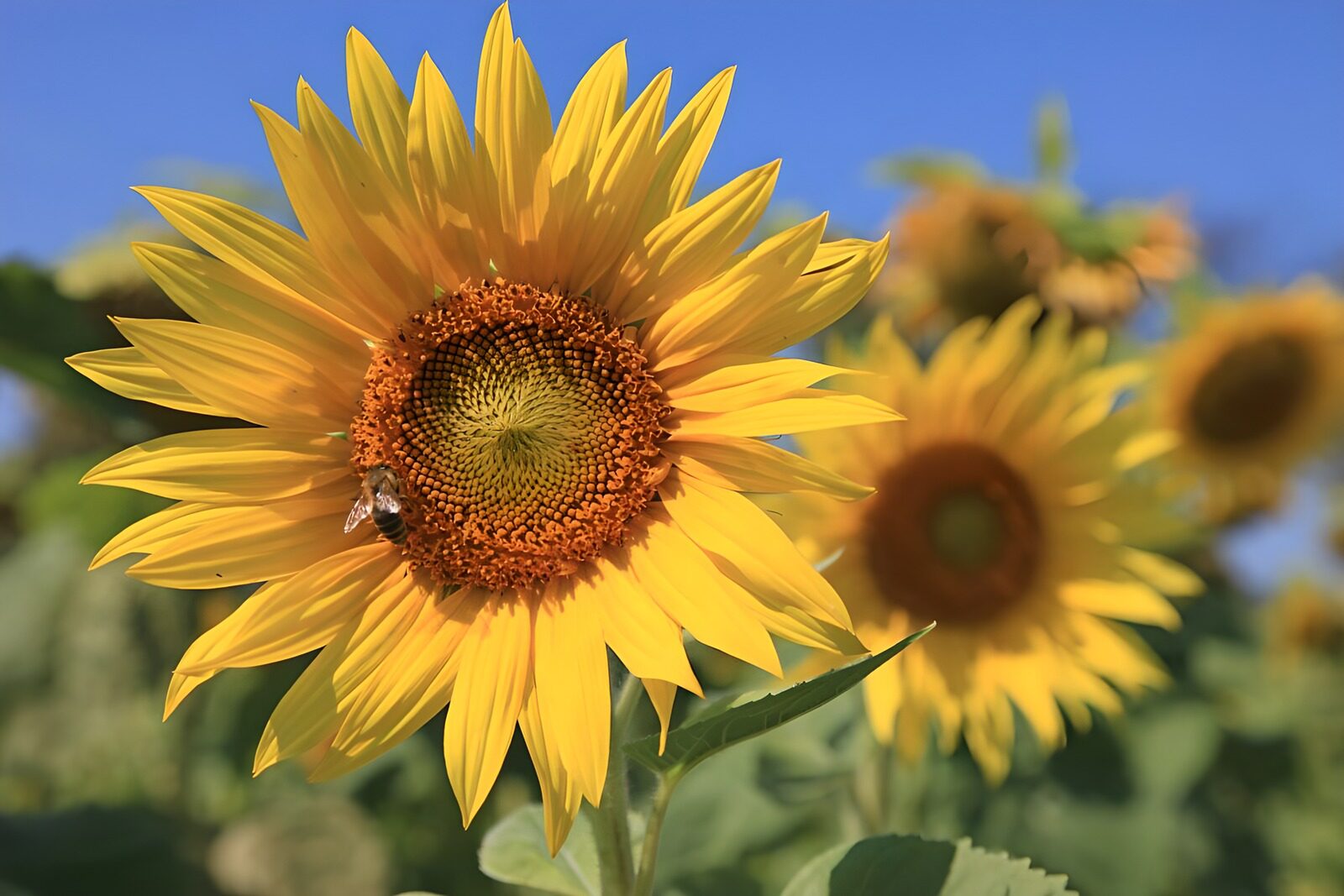 OCUK95557: "Vibrant Sunflower in Bloom"