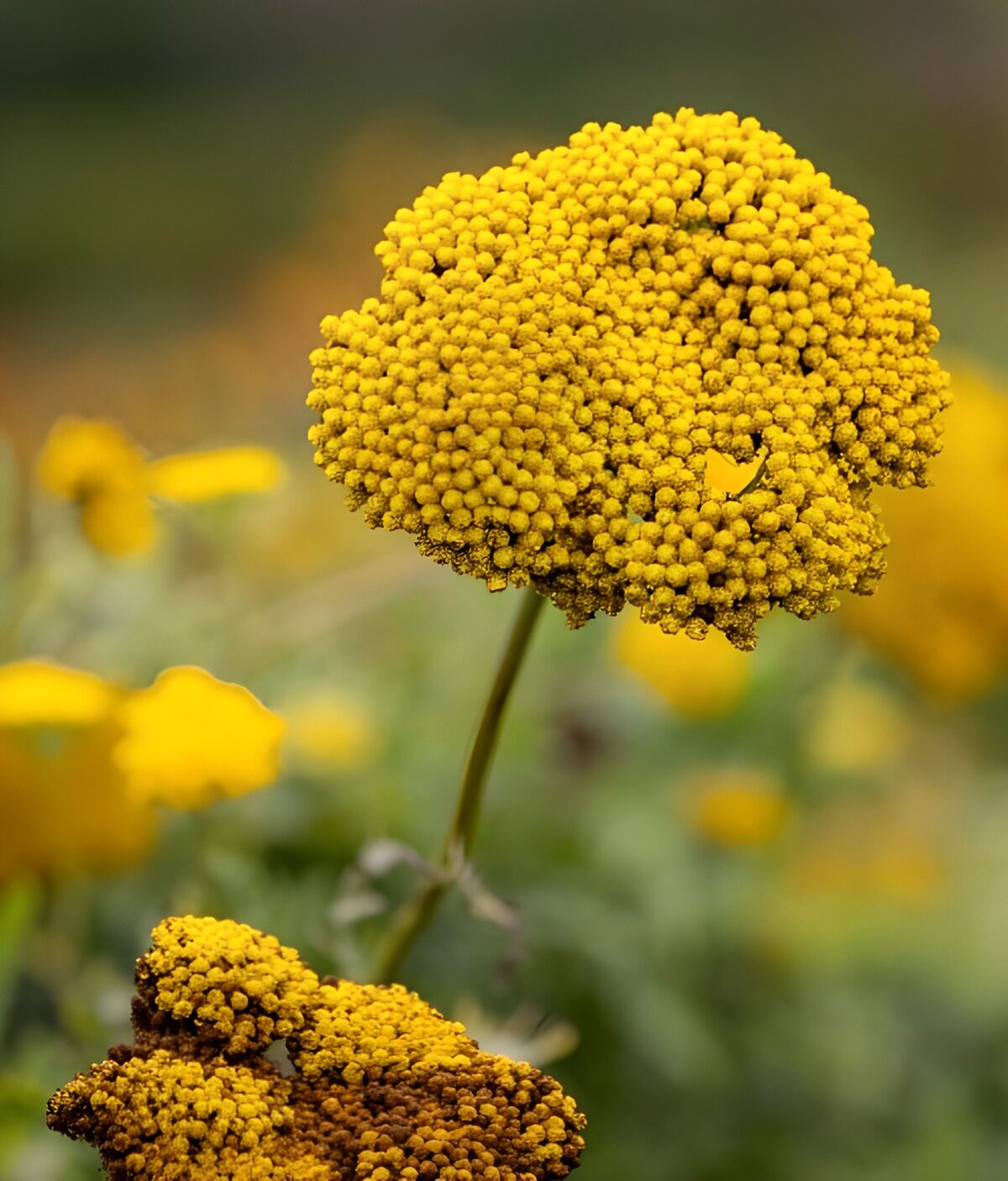 OCUK49256: Vibrant Yellow Flower Cluster