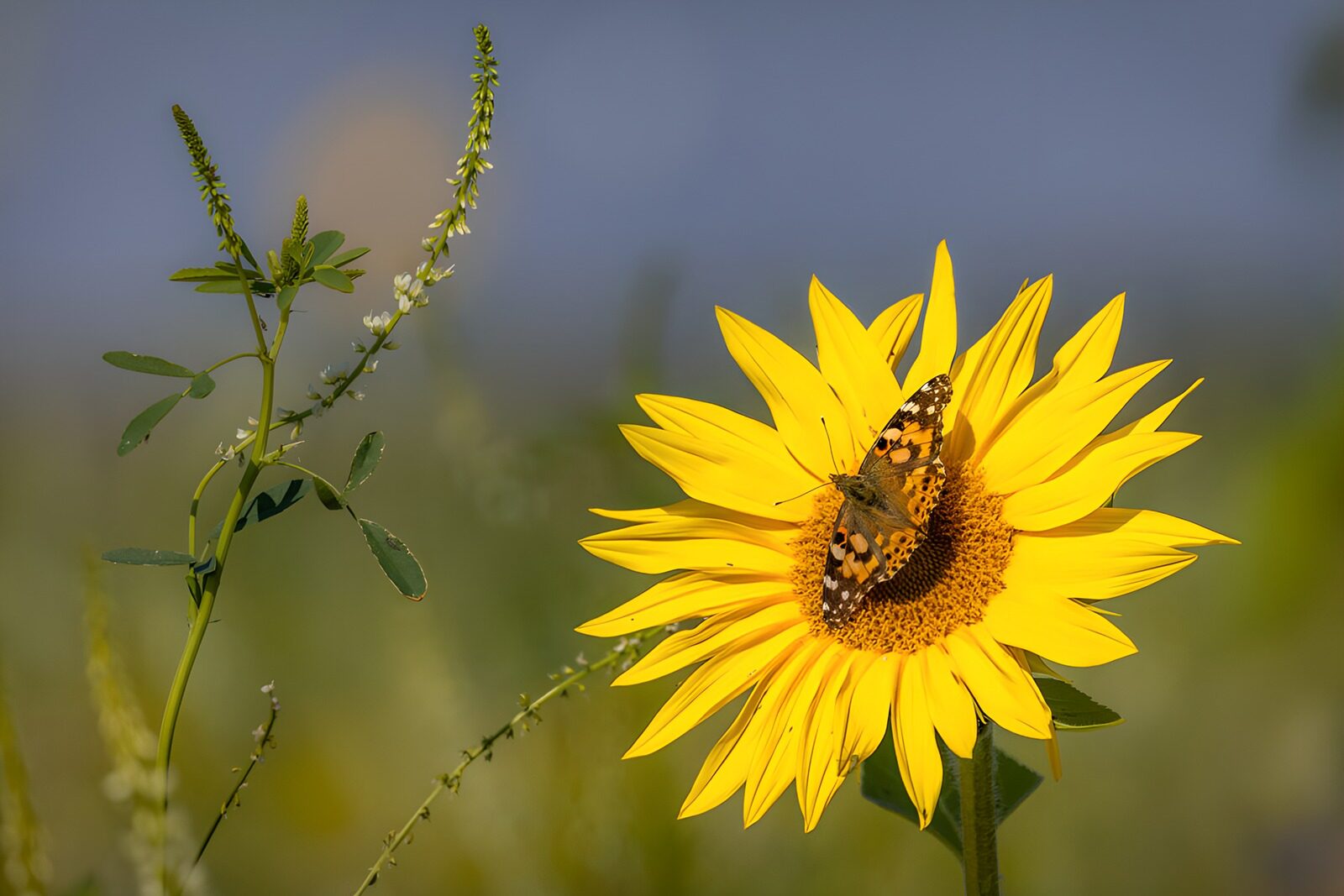 OCUK73598: Butterfly on a Sunflower