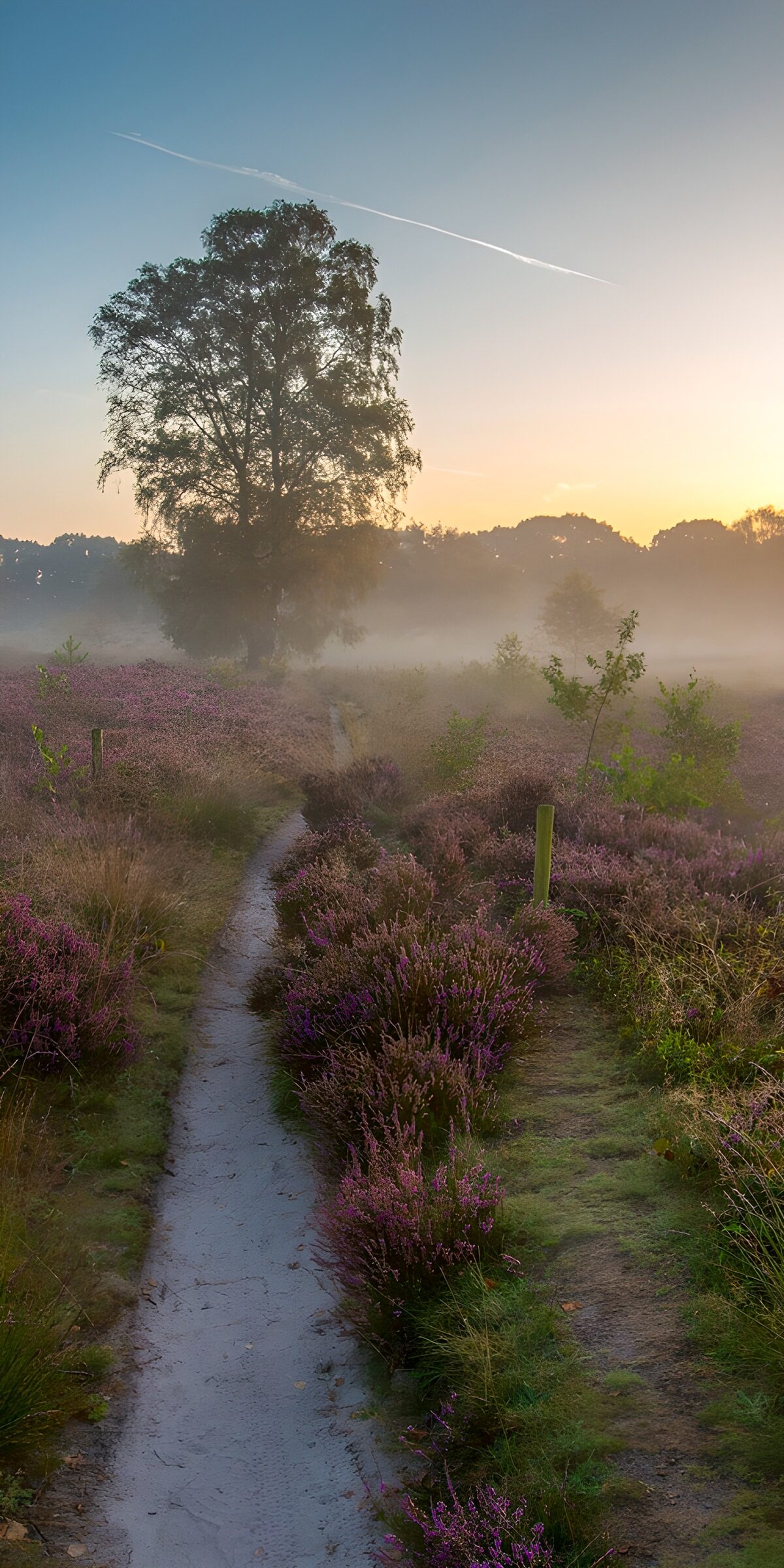 OCUK95515: Serene Morning in the Heather Fields
