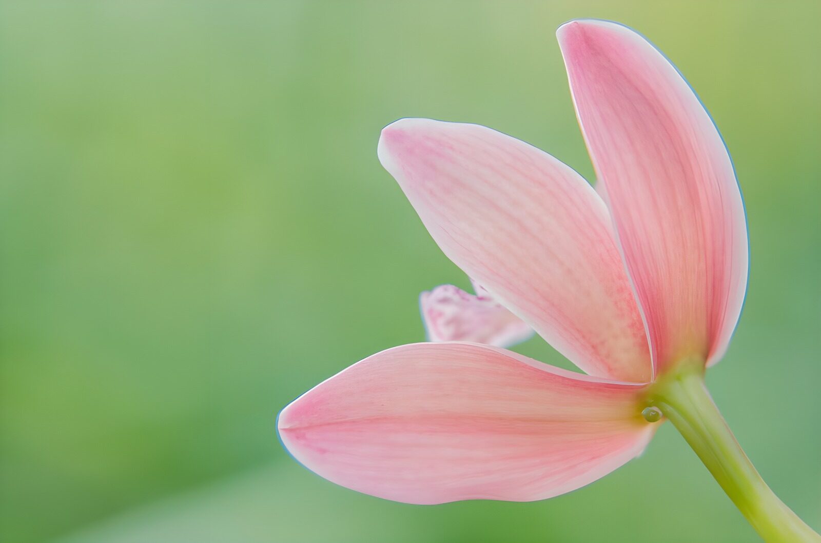 OCUK70329: Delicate Pink Orchid Blossom
