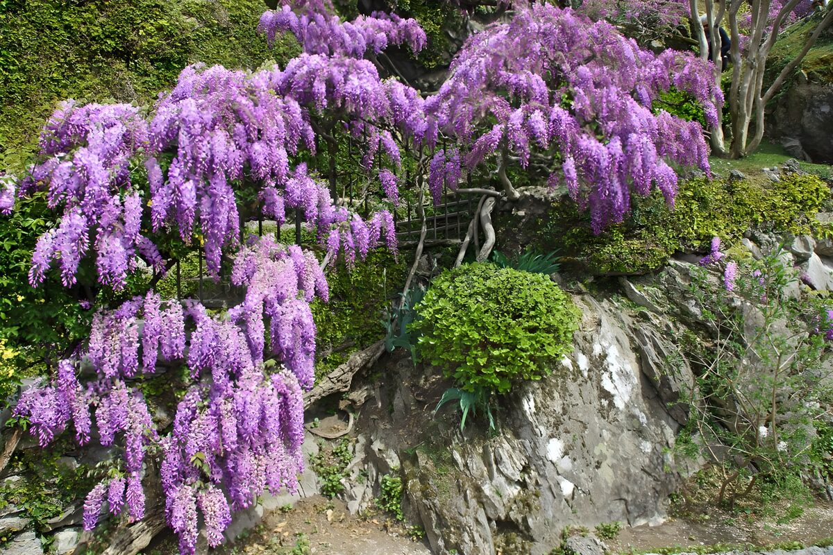 OCUK76538: Wisteria Blooms Over Rocky Landscape