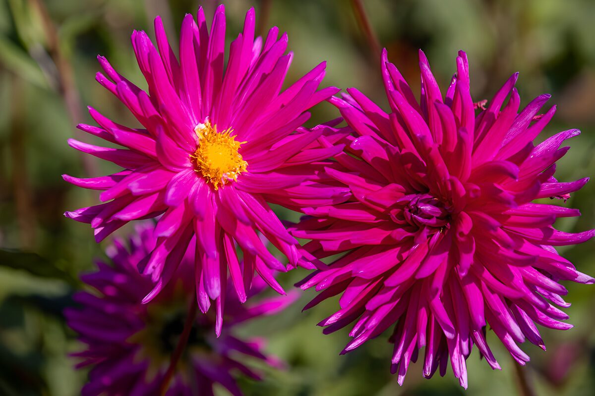 OCUK96570: Vibrant Pink Flowers in Bloom