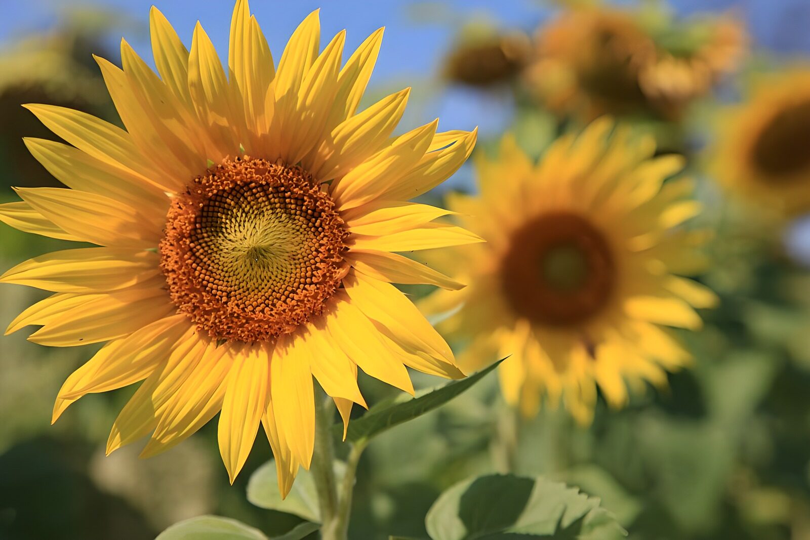 OCUK64408: Bright Sunflower in Bloom