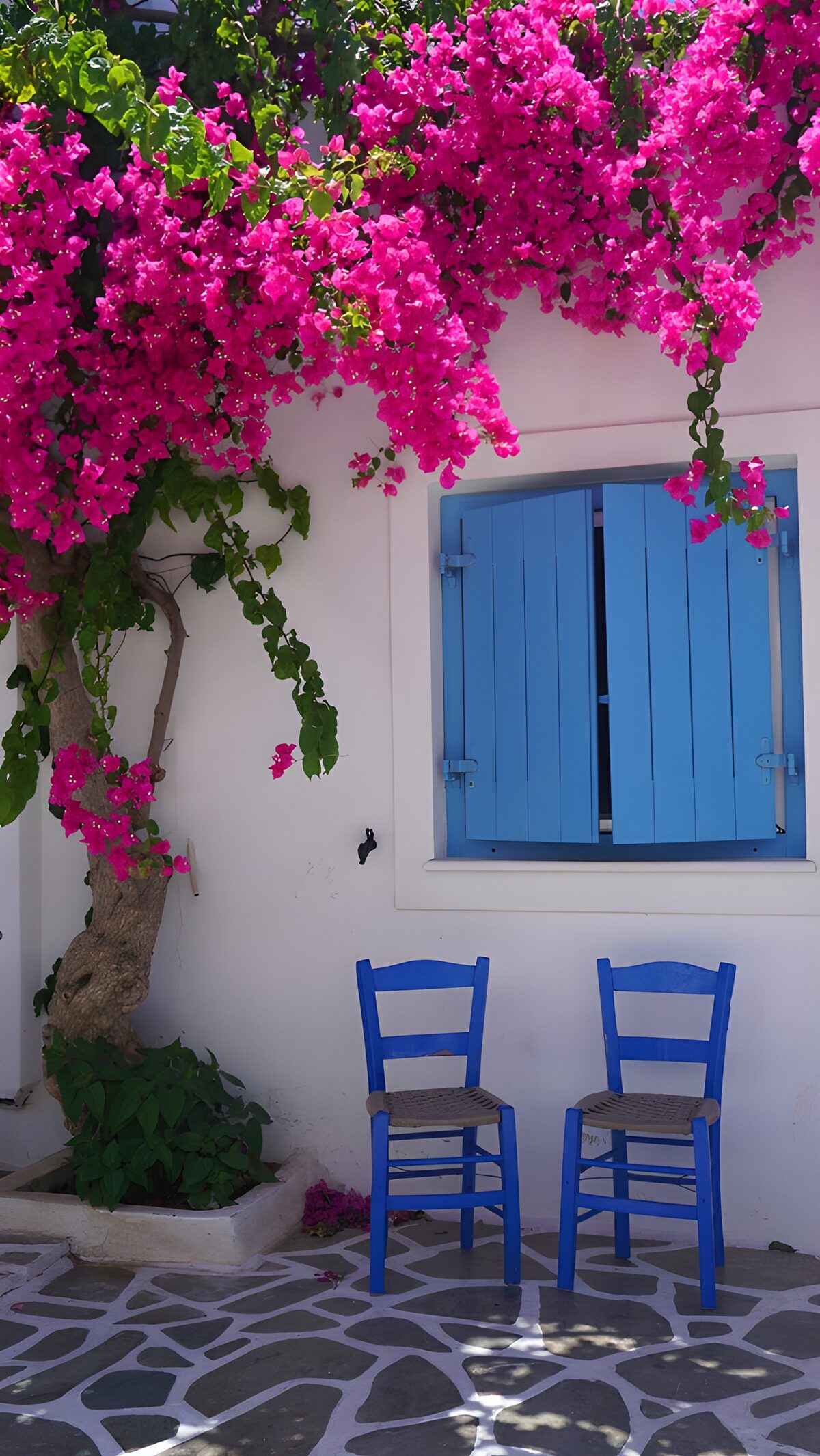 OCUK81426: Charming Blue Chairs Under Bougainvillea