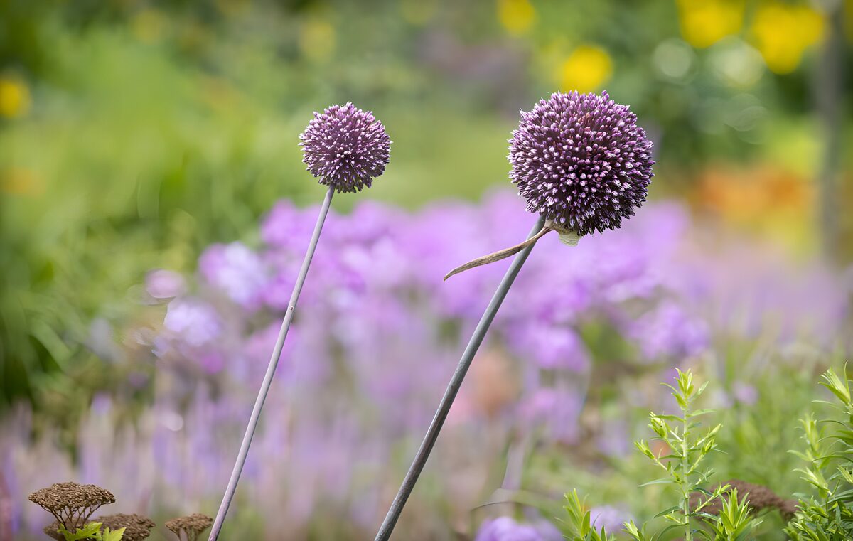 OCUK95175: Purple Flower Globes in Bloom