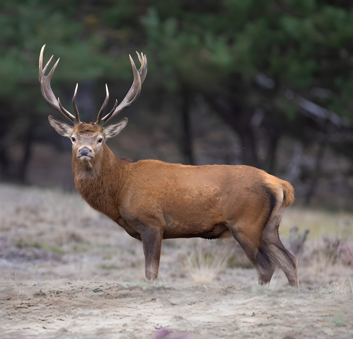 OCUK57459: Majestic Stag in Nature's Realm