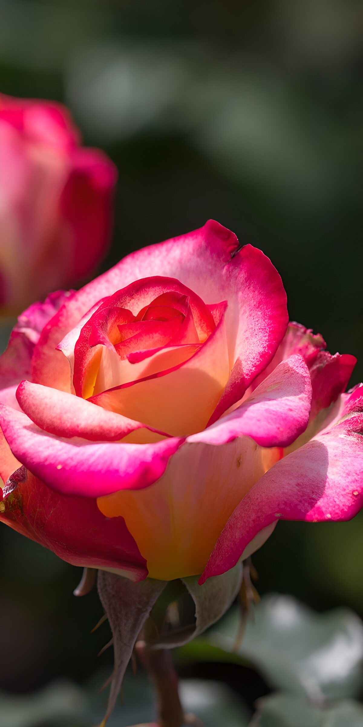 OCUK30867: Beautiful Pink and Yellow Rose