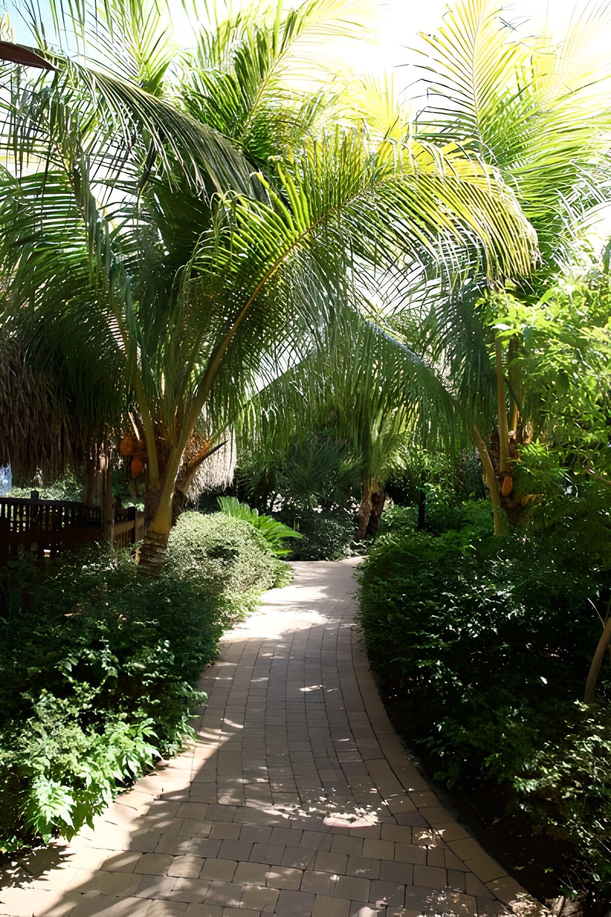 OCUK96355: Path through palm trees with green foliage