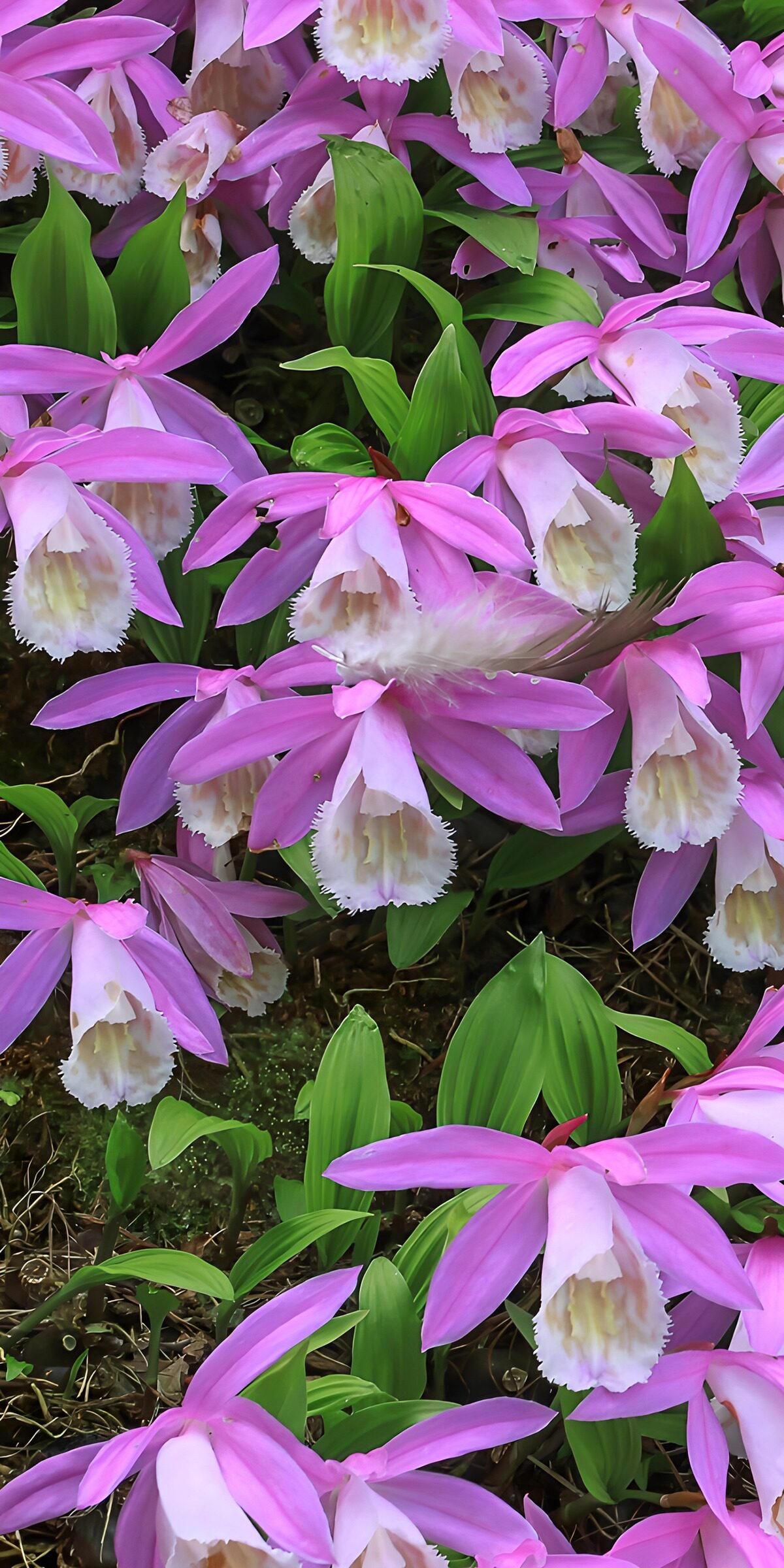 OCUK59297: Pink Orchids in Bloom