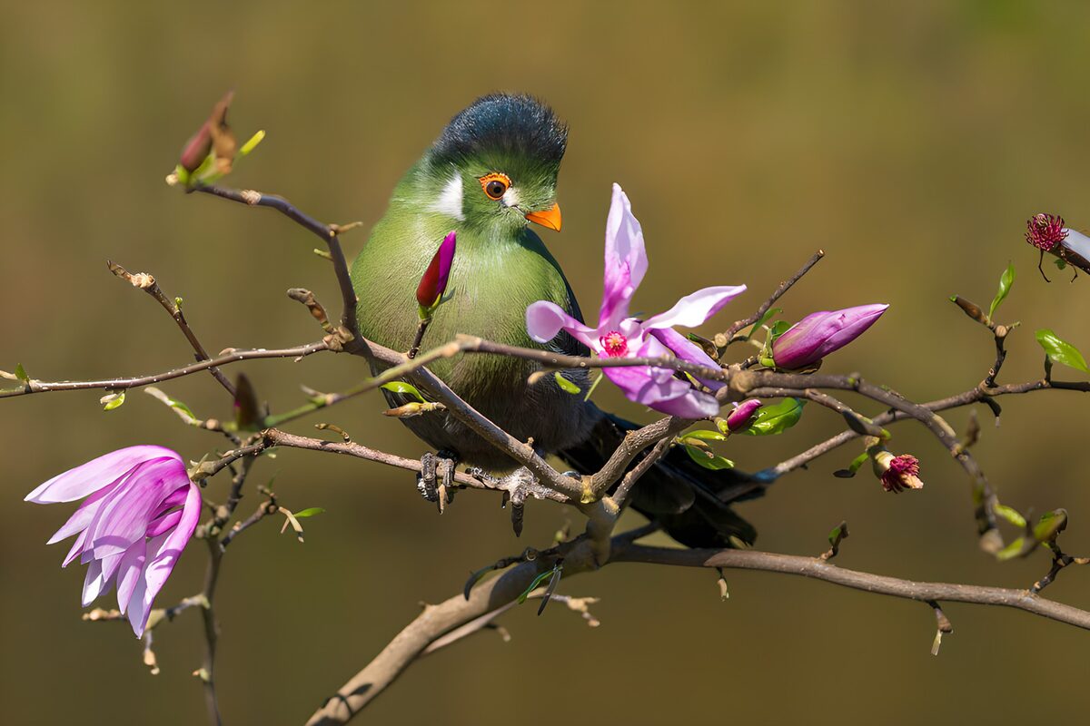 OCUK73107: Colorful Bird Among Blossoming Flowers