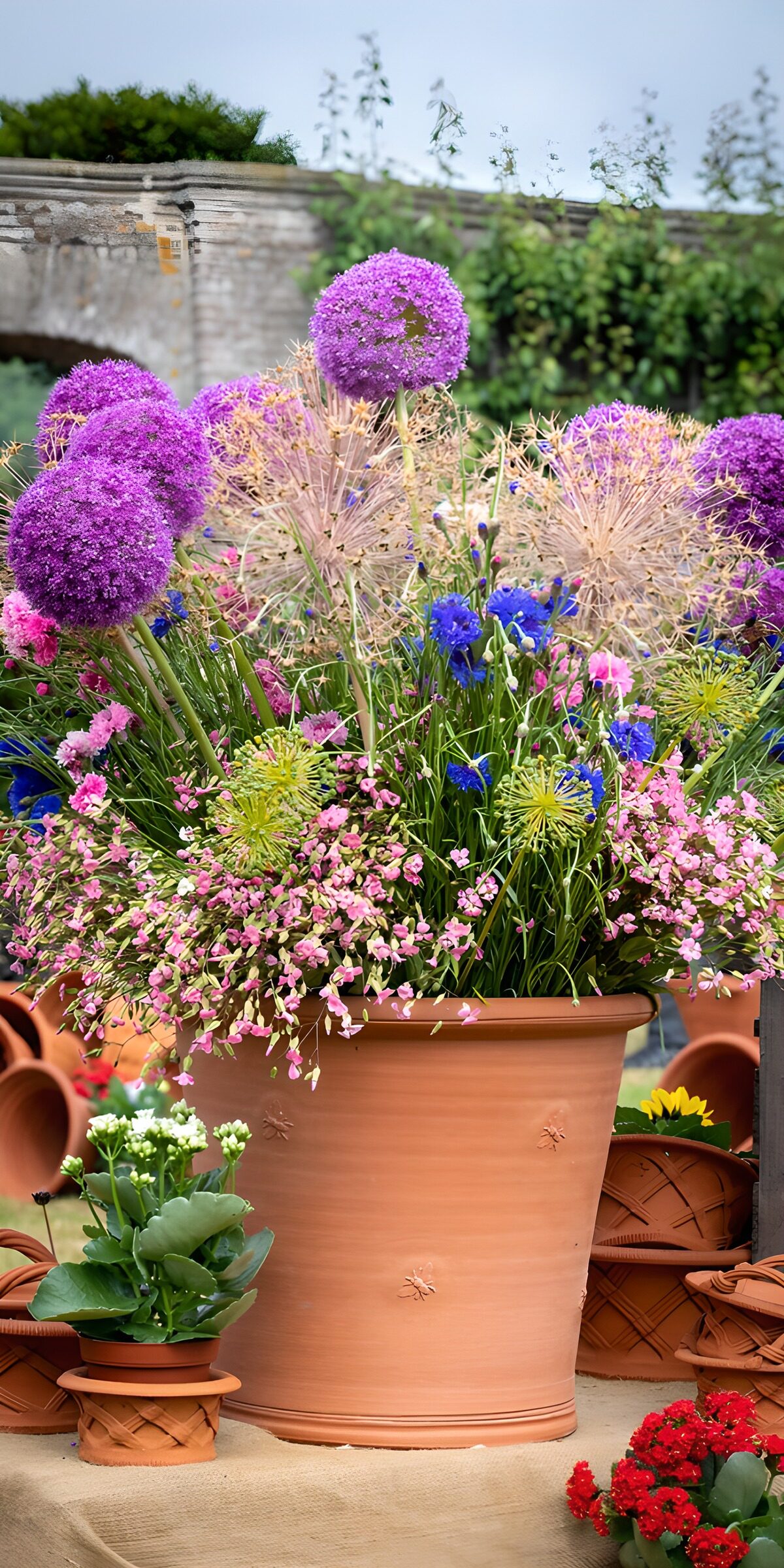OCUK88366: Colorful Blooms in a Terra Cotta Pot