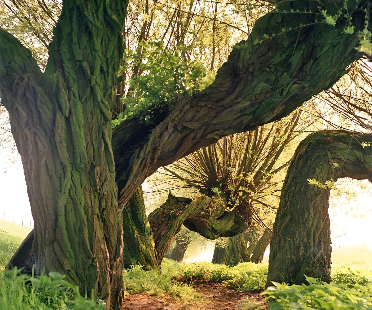 OCUK92786: Enchanted Twisted Willows in Light