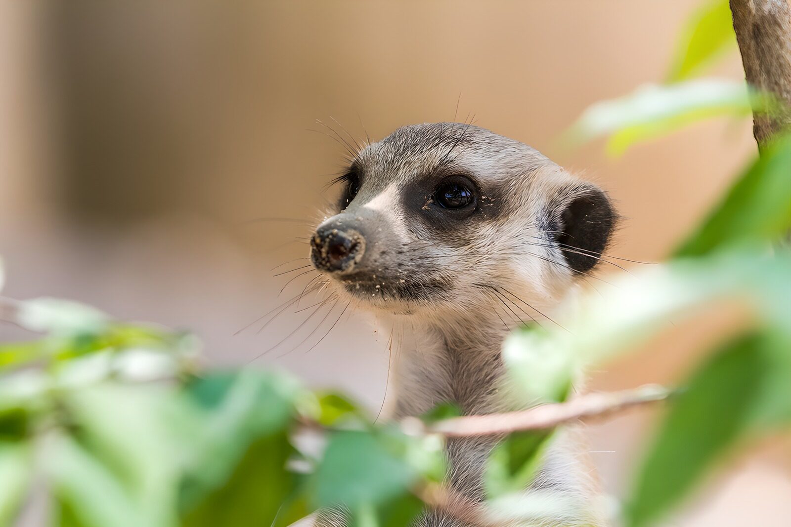 OCUK61698: Curious Meerkat Encounter