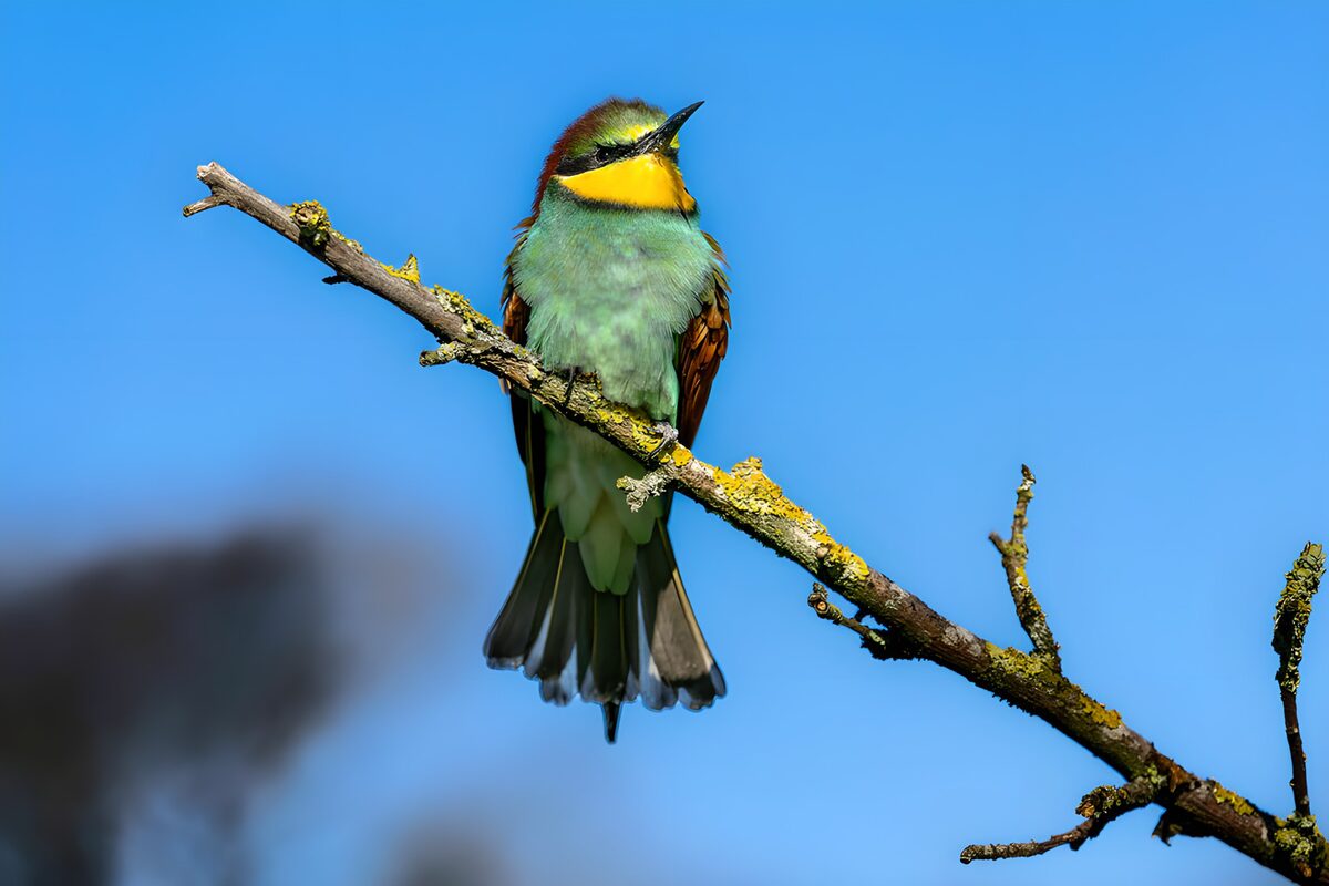 OCUK55578: Colorful Bird Perched on a Branch